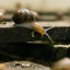 01_AreEdibleSnails_Thumb.webp