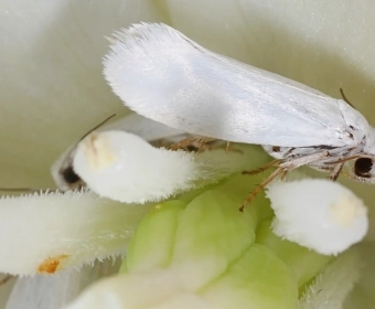 01_Pollination_Banner.webp