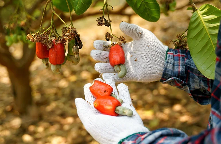 The fruit resembles a bell pepper, and is what is called a false fruit