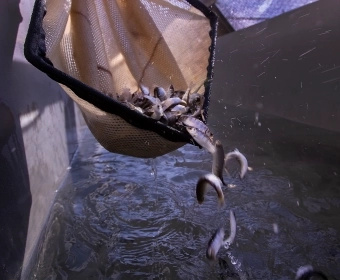 Salmon Hatcheries | Lifeline For Struggling Rivers or an Ecological Burden?