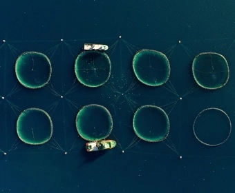 Article_Thumb_Aquaculture_Feed-_Is_there_enough_to_go_around_.webp