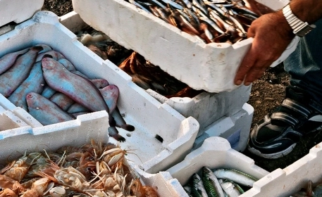 Are We Eating the ‘Right’ Seafood?