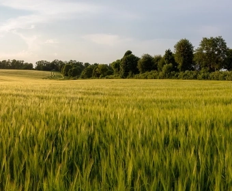 Crop Diversity: Why It Matters
