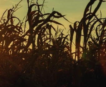 Article_Thumb_maize_1.webp