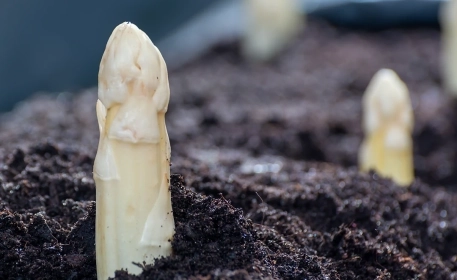 Gemüse des Monats: Spargel (Asparagus officinalis)