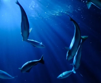category-image-aquaculture-op.webp