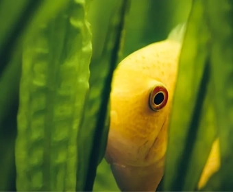 category-image-aquaponics.webp