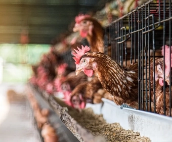 category-image-batteryfarms.webp