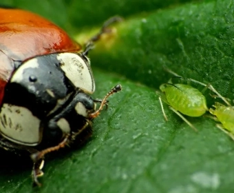 category-image-beetle-banks_1.webp