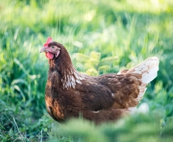 category-image-citychicks.webp
