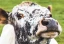 category-image-cows.webp