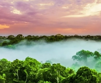 The Impact of Deforestation on Brazil Nuts