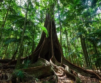 Category-image-FigsBiodiversity.webp