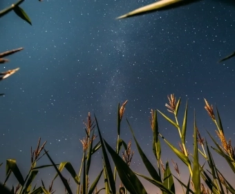 How Plants Are Grown In Space | Space Food Technology