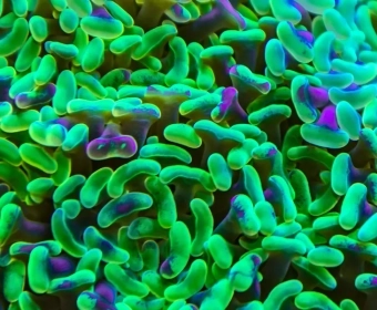 What’s the Difference Between Probiotics and Prebiotics?