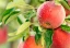 category-image-pesticides_in_organic_farming.webp