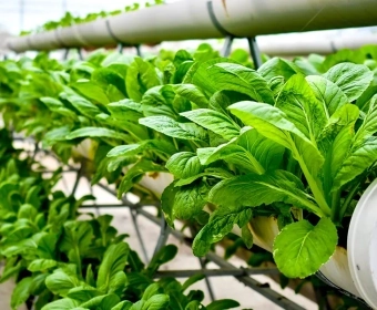 category-image-urban-farming.webp