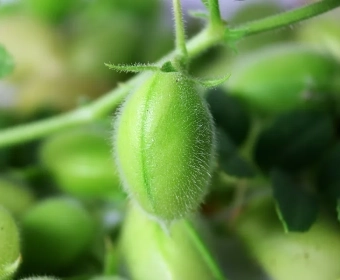 category-image-young_chickpea.webp