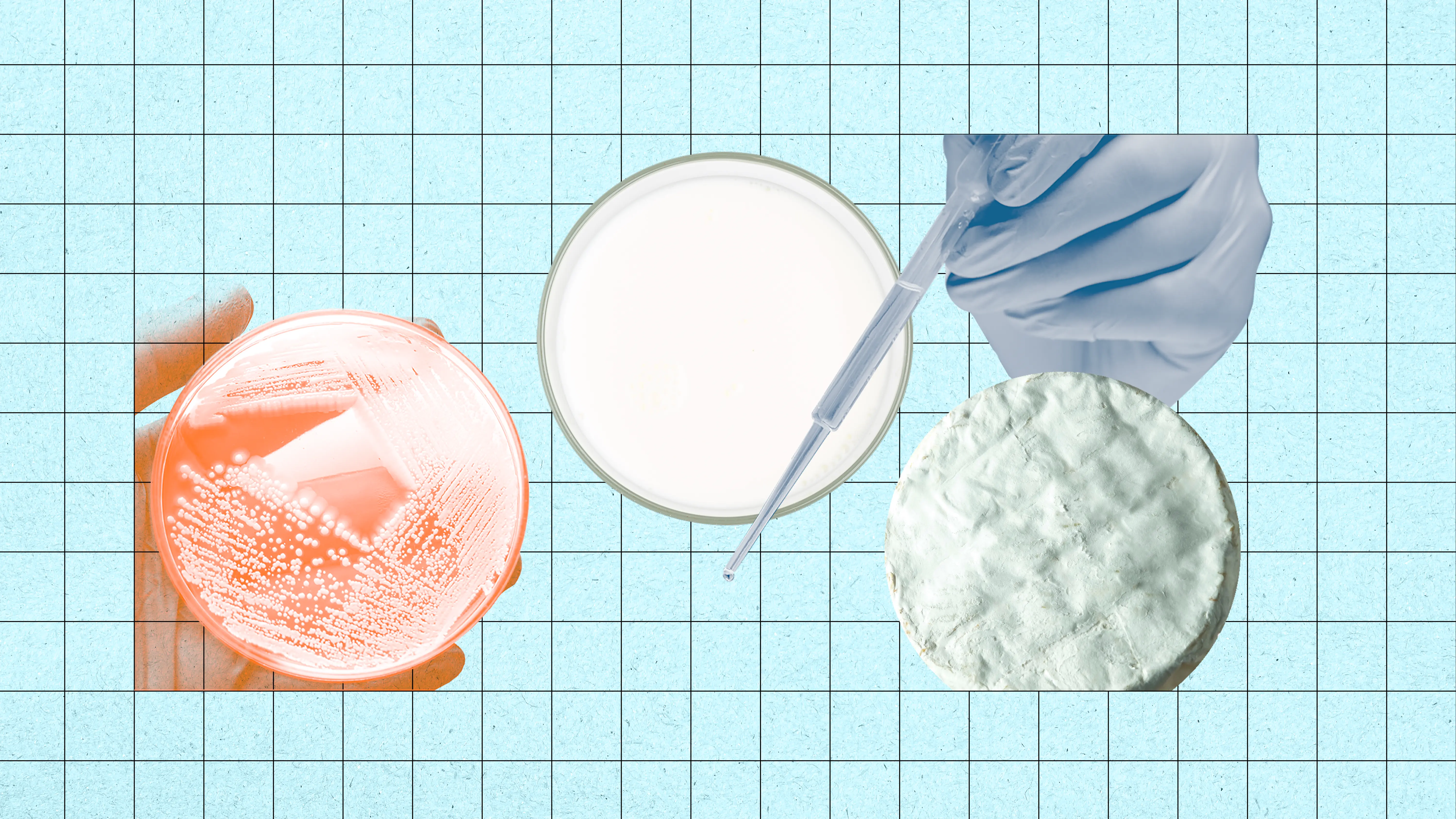 Milch ohne Kuh- Kommt Milch zukünftig aus Petrischalen ?