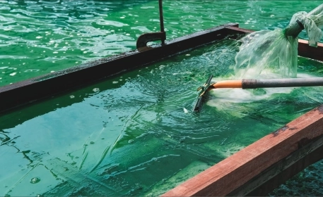 Farming Microalgae | Ask The Expert