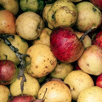 The Timely Rise of Imperfect Produce