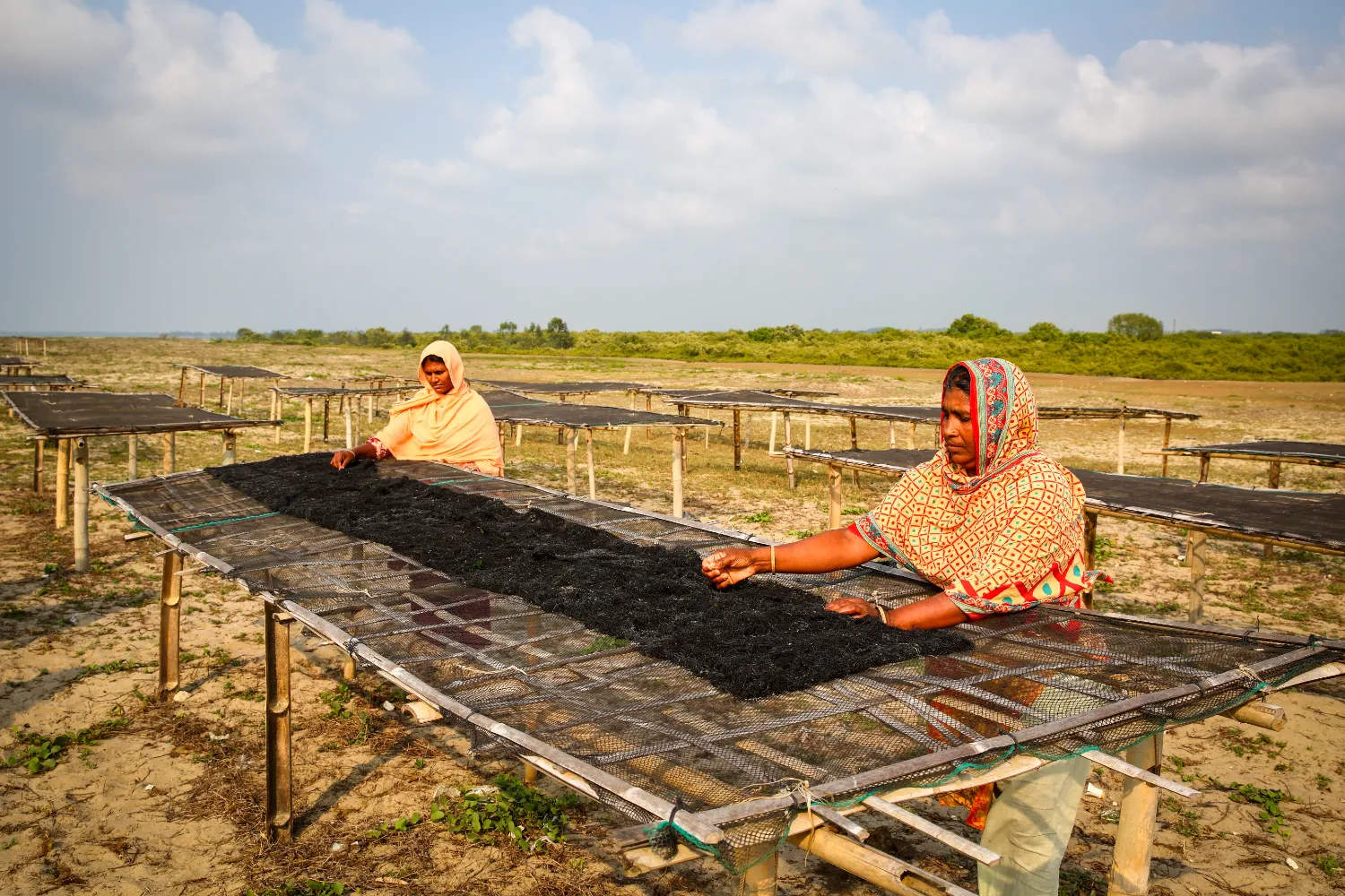 Farming Seaweed