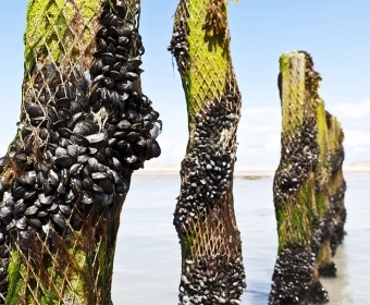 farms-clean-seas-category.webp