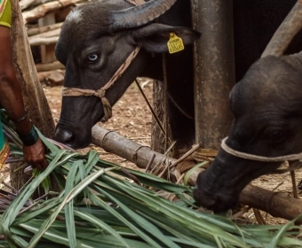 Fodder Famines in the Dairy Capital of the World
