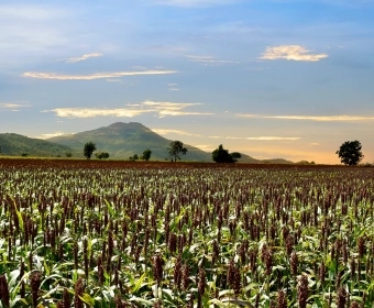 Forgotten_Crops_Banner_Thumb.webp