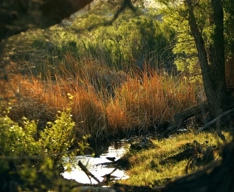 From_Field_to_Forest_banner.webp