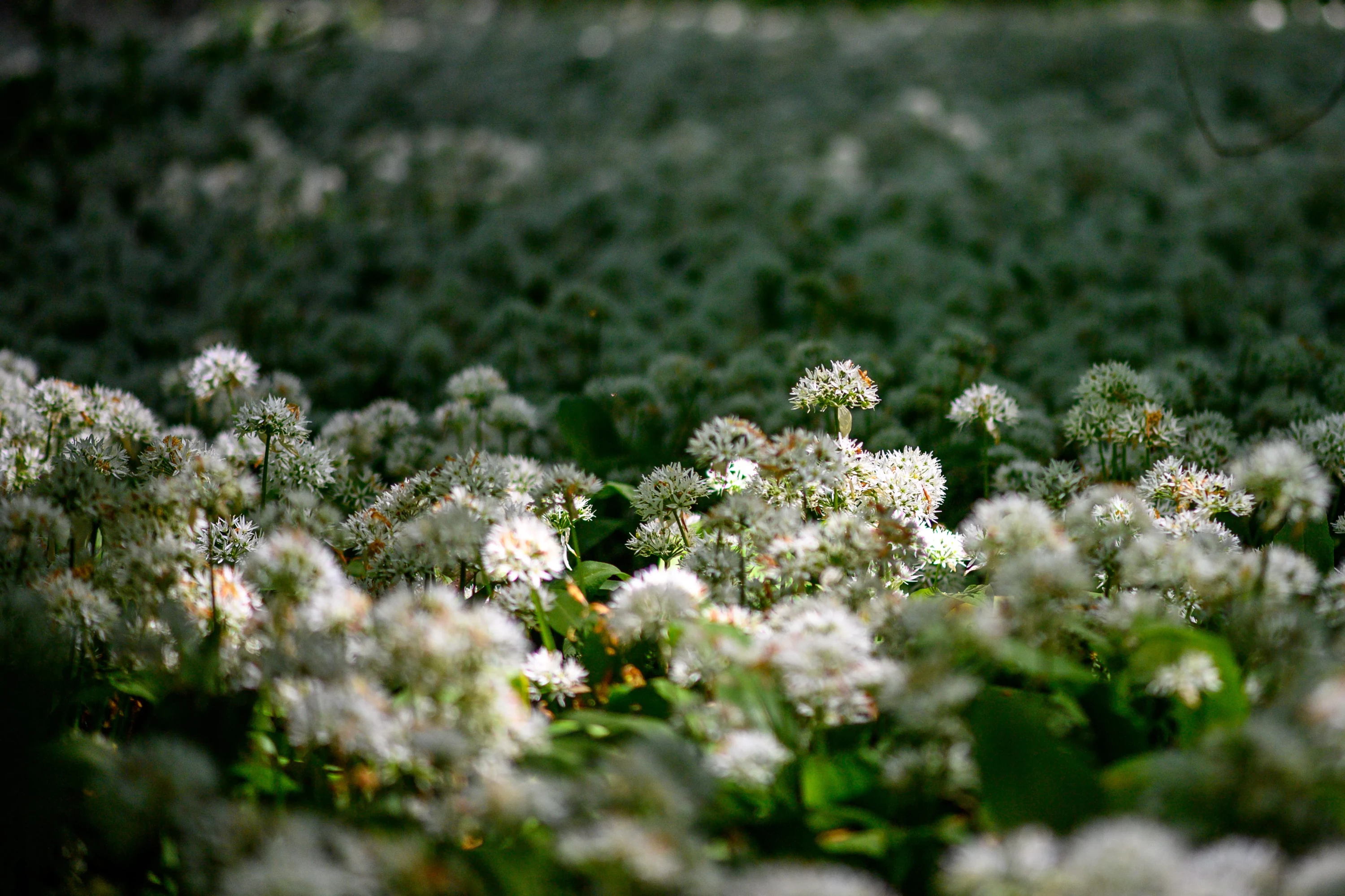 Wild garlic has become one of the most popular plants to forage, partly because it can be found in the wooded areas in or close to urban areas. Here wild garlic blooms in the town of Brühl, Germany. (Klaus-Dietmar Gabbert via Getty Images)