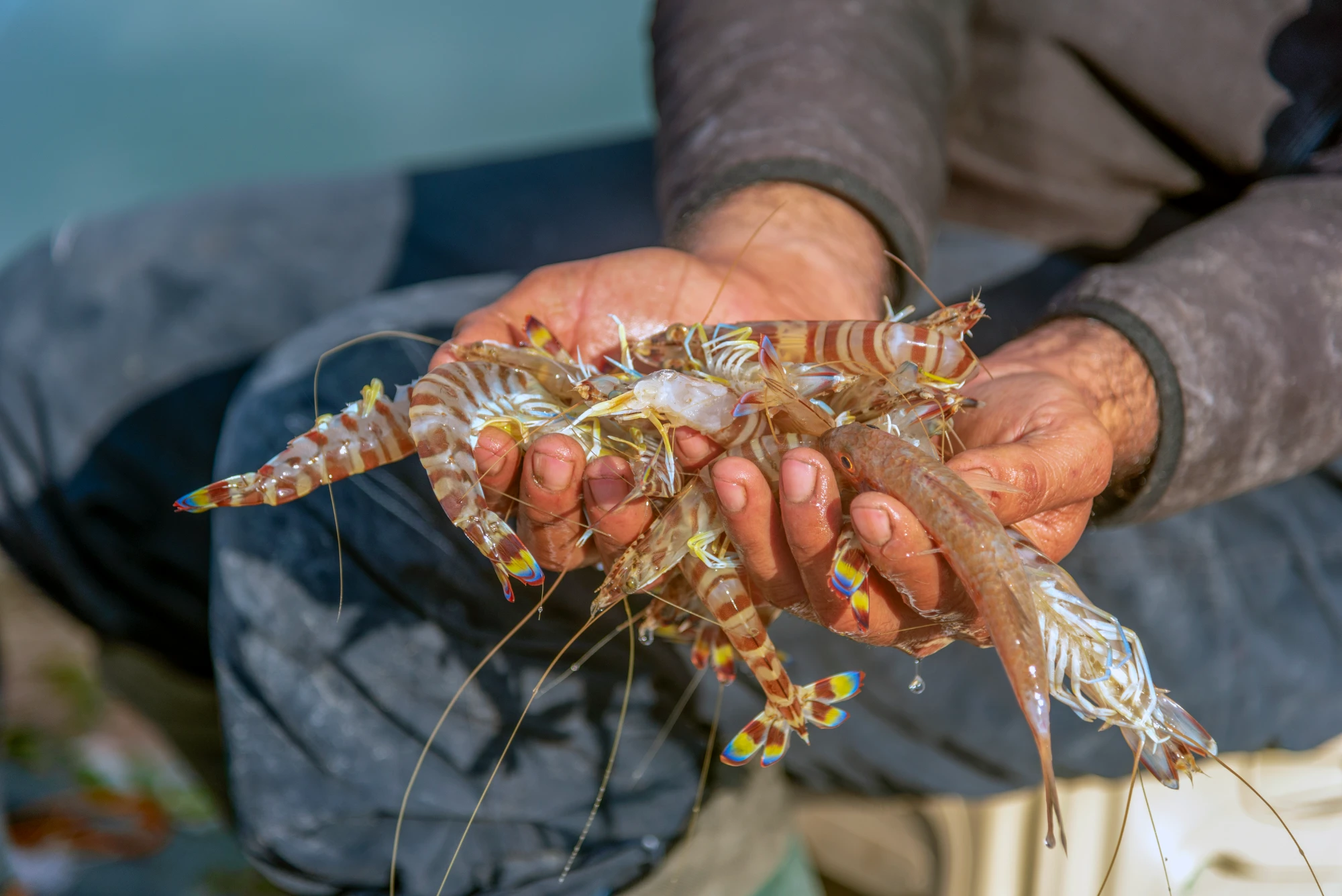 Fisherman holding a catch of freshly caught shrimp