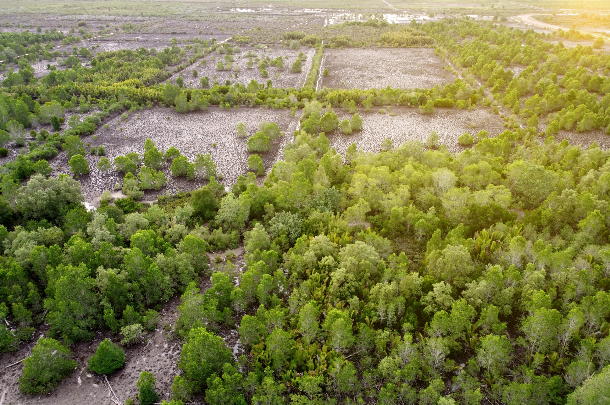 Mangroves have been removed and replaced by shrimp and fish ponds in Sangatta