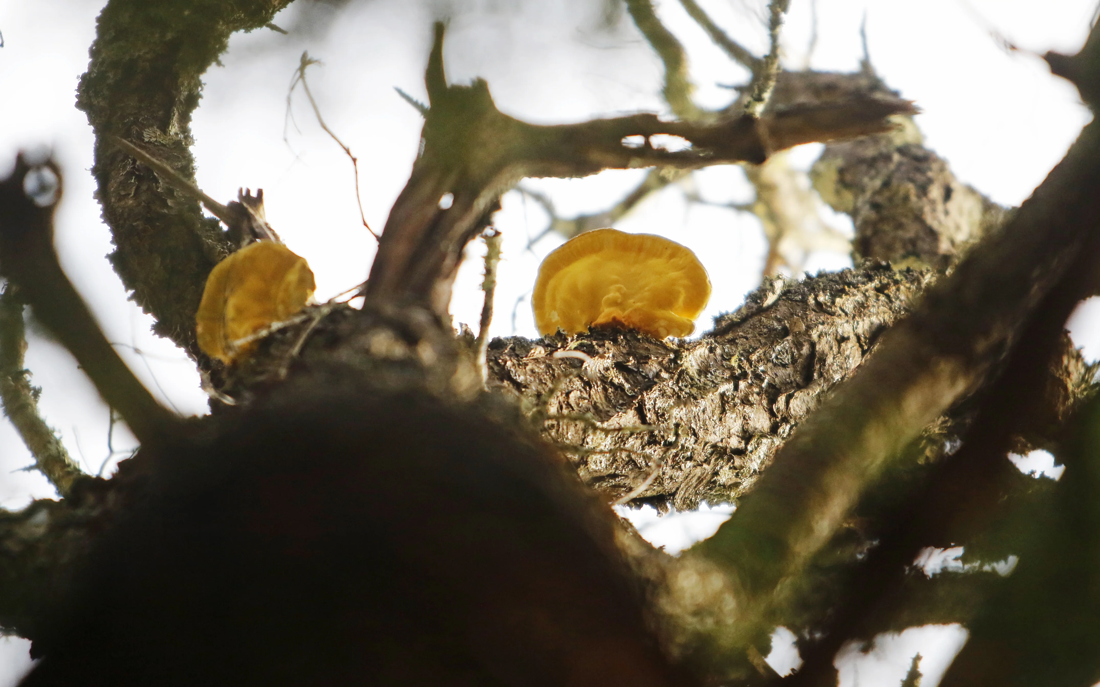 Mushroom identification is a tricky business, with many edible species having deadly lookalikes. (Jill Brady via Getty Images)