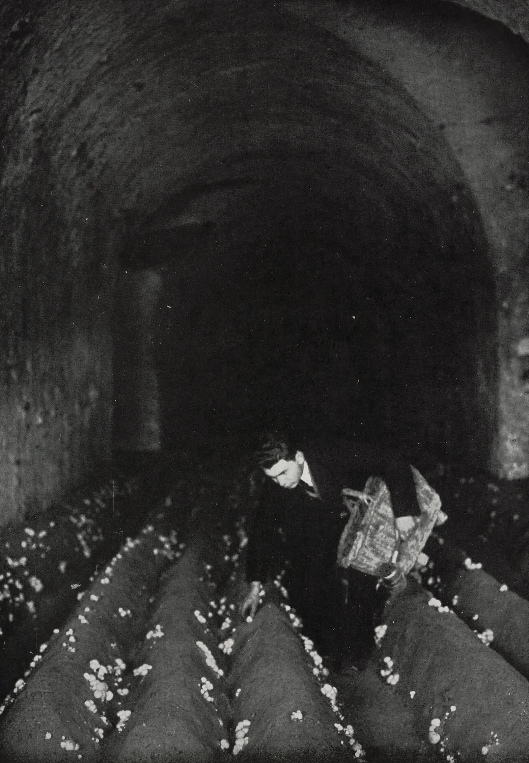 Harvesting of cultivated mushrooms (Champignonniere Chalbot-Manuel), France.