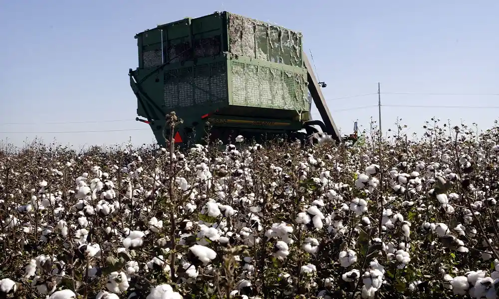 Cotton being harvested in the field.