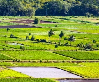 Did GMOs save papayas in Hawaii?