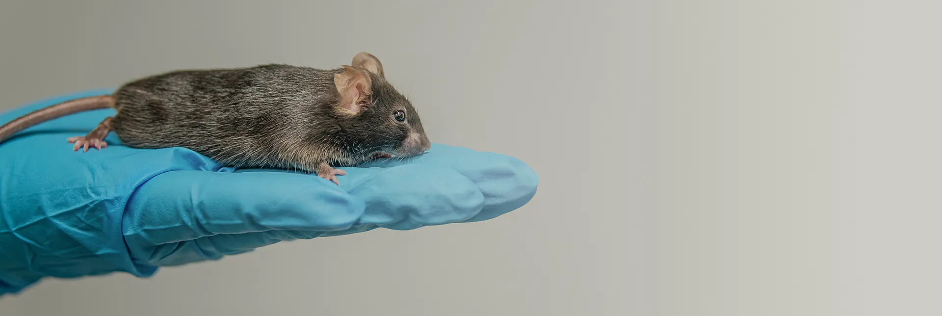 Header-banner-animaltesting.webp
