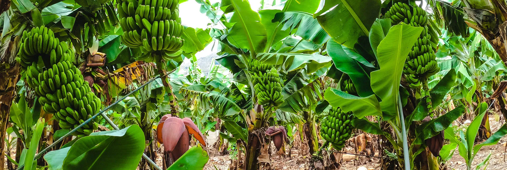 Las plantaciones de plátano | 3 prácticas sostenibles