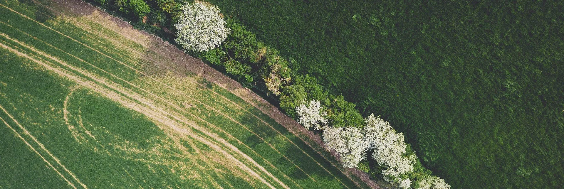 Der EU Green Deal: 5 Wege, wie die neue Strategie unser Lebensmittelsystem beeinflussen könnte
