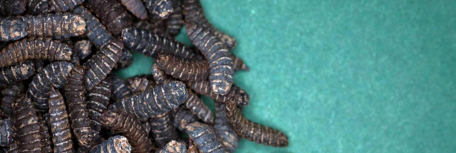 Cultivo de insectos | Cómo ayudan los insectos a reducir el desperdicio de alimentos