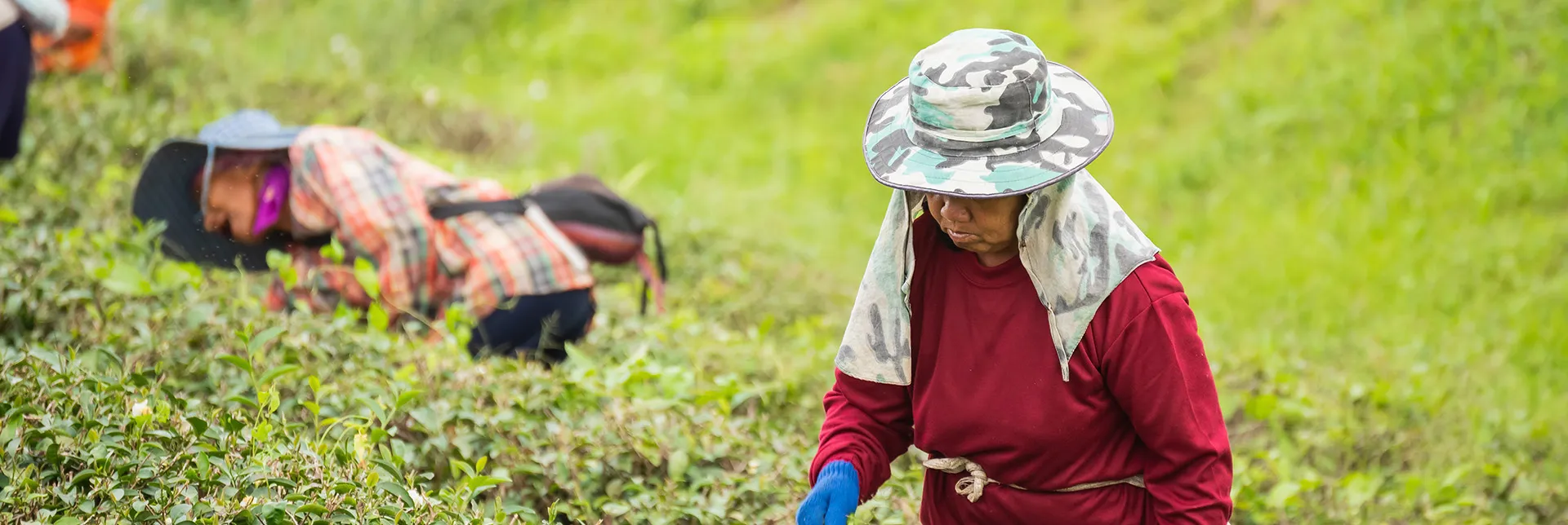 ¿Reemplazarán los robots a los humanos en el trabajo agrícola? Opinión