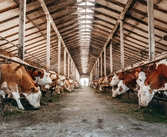 What is the Real Environmental Impact of Beef Production?