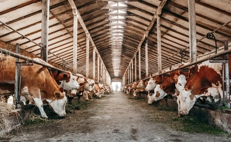What is the Real Environmental Impact of Beef Production?