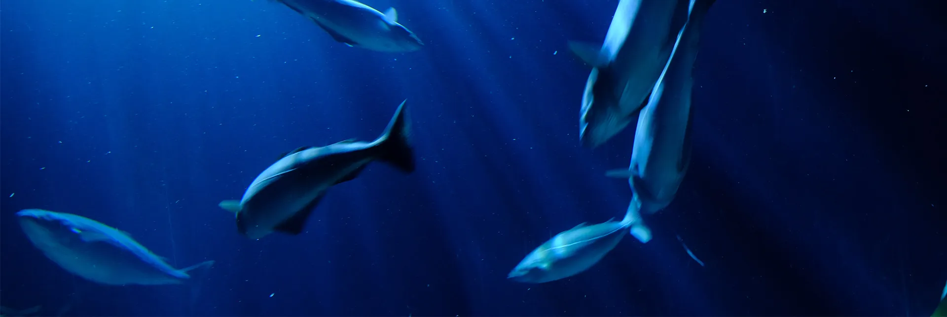 El cultivo de peces | Opinión sobre la acuicultura