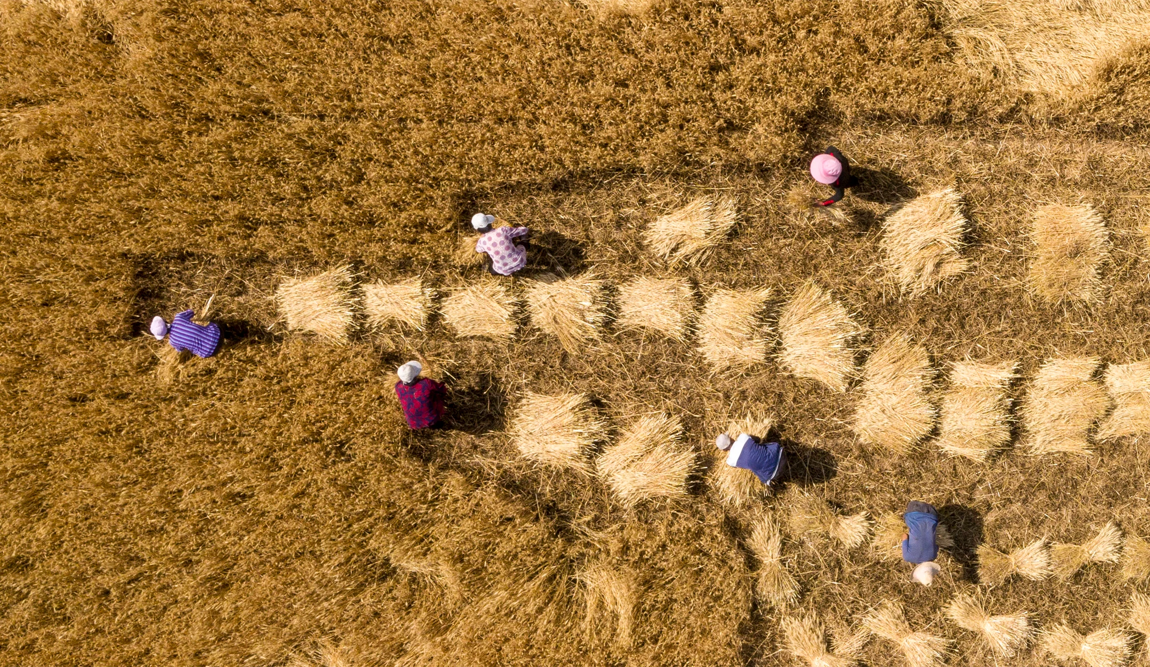 In 2021/22 the European Union was the top ranked wheat producing country, but China is expected to surpass the European Union's wheat production in 2022/23. (Getty Images)