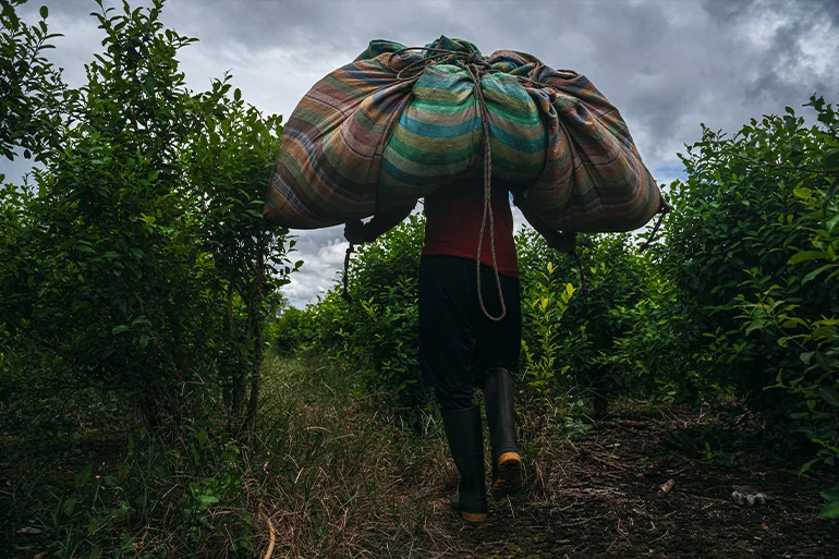 A harvester carries coca leaves on his back in a coca plantation. For each 12-kilo sack, he receives the equivalent of about $1.50. A worker can harvest about 20 bags of coca leaves a day. (Edinson Arroyo/picture alliance via Getty Images)
