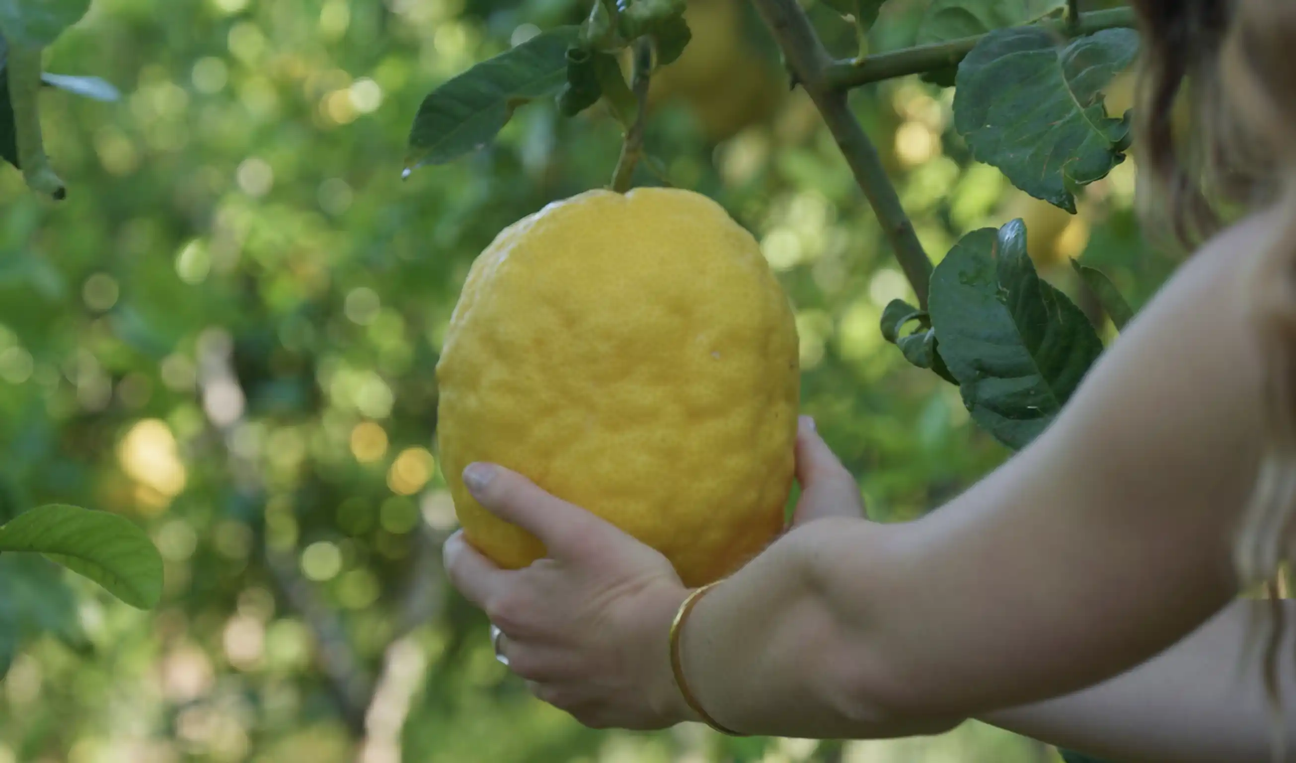 Citrus varieties 