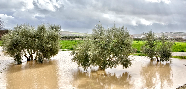 Olive trees