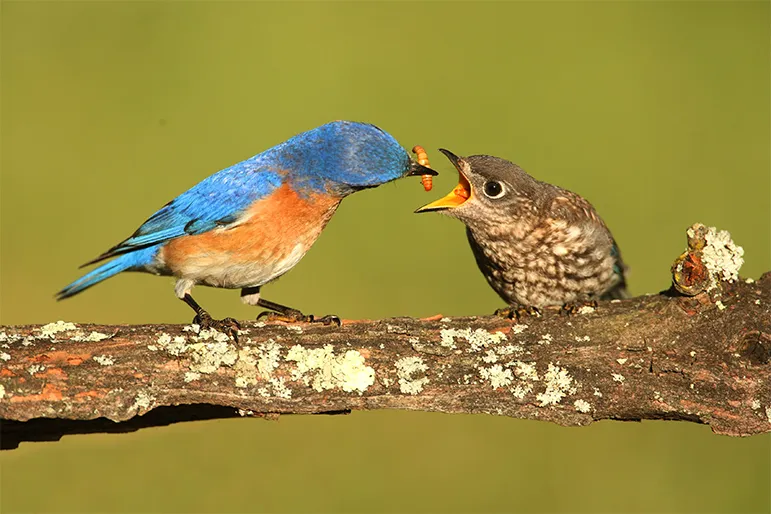 Birds feeding